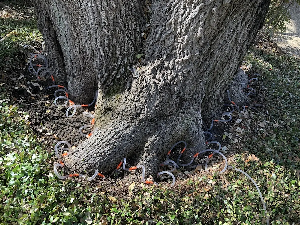 Detailed Tree Cabling and Bracing job site in Needville
