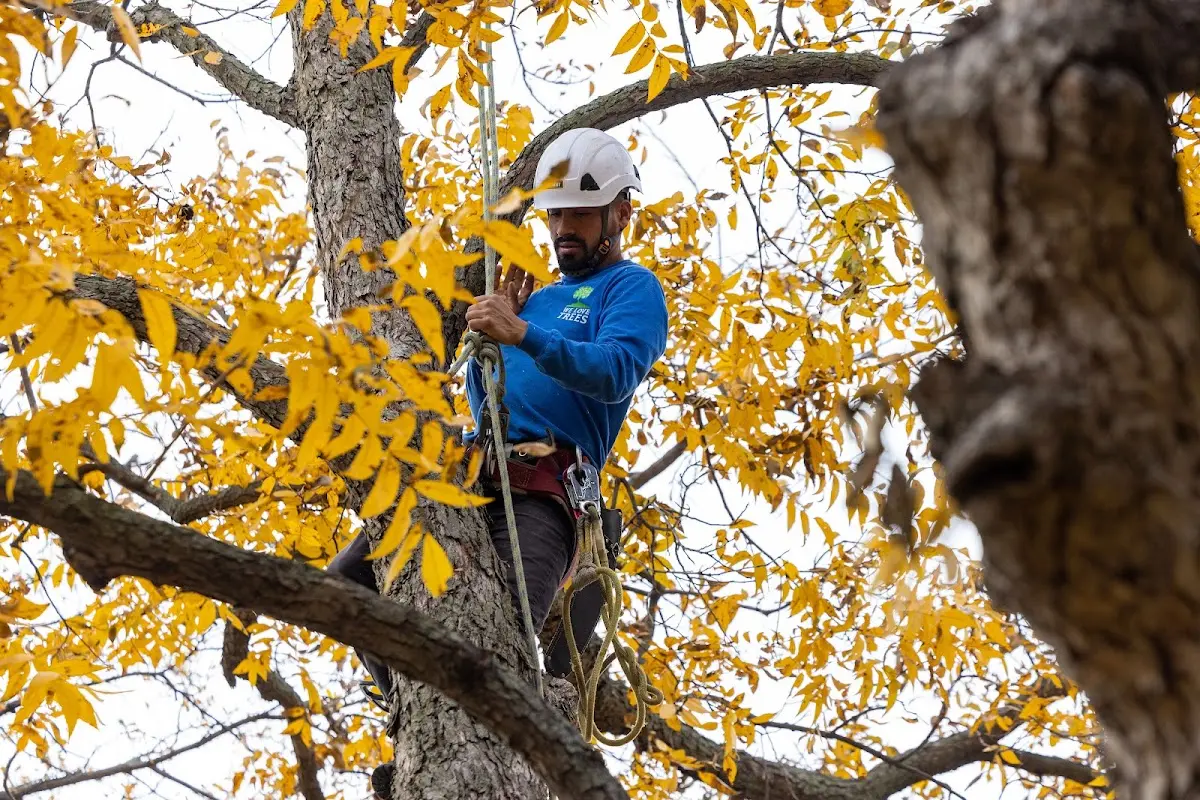 Skilled Dead Tree Removal crew working in Needville
